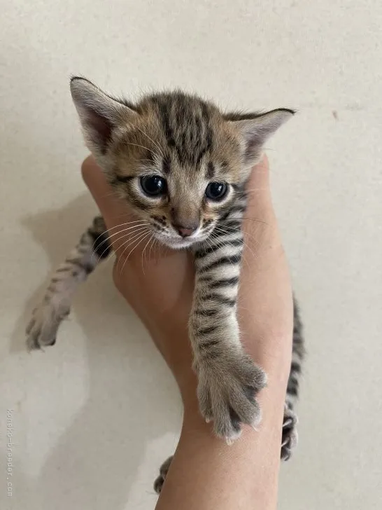 ID：2203-00499の子猫