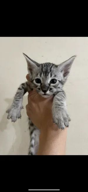 ID:2203-02379の子猫