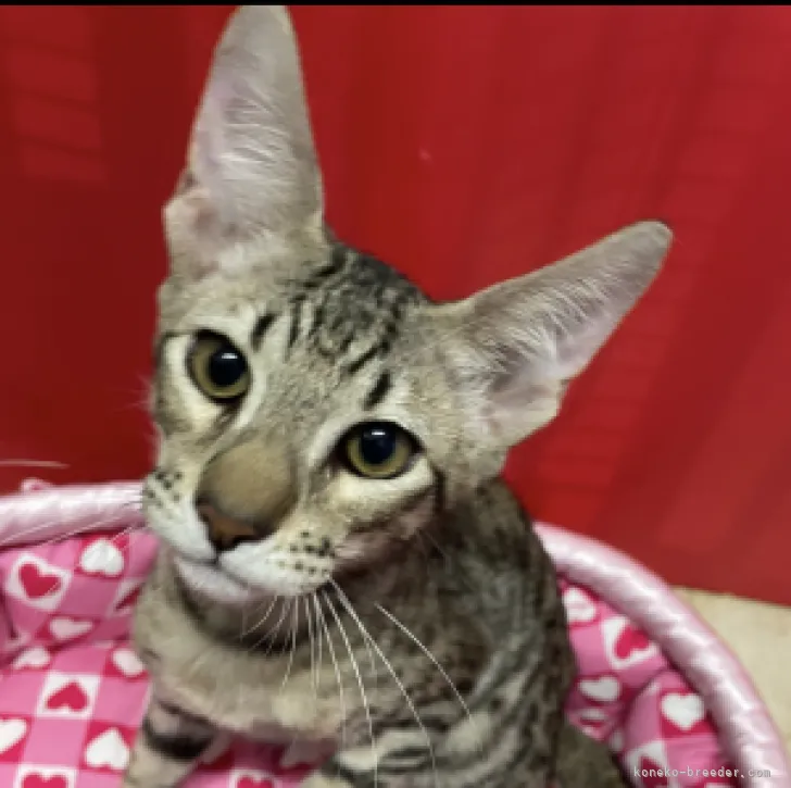 ID:2304-01908の子猫