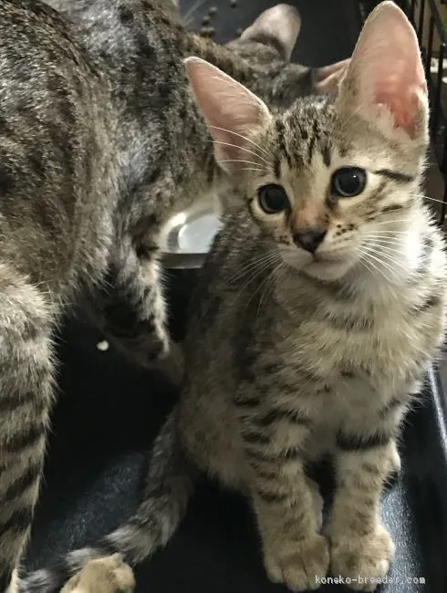 ID:2009-00011の子猫