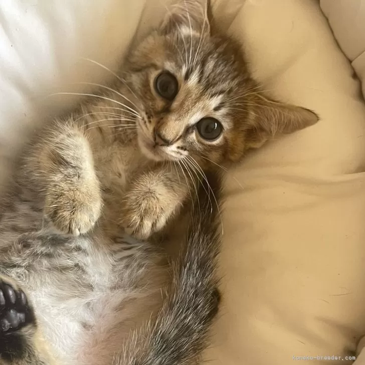 ID：2409-03310の子猫