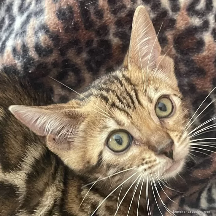 ID：2409-00430の子猫