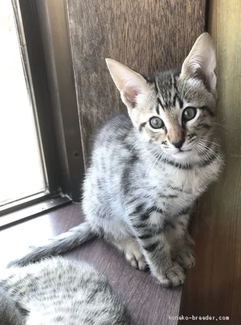ID:2005-00599の子猫