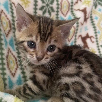 パンテリーナ【愛知県・男の子・2024年2月14日・ブラウンスポッテッドタビー】の写真「日本初！！！パンテリーナ😻の子猫ちゃんです♪」