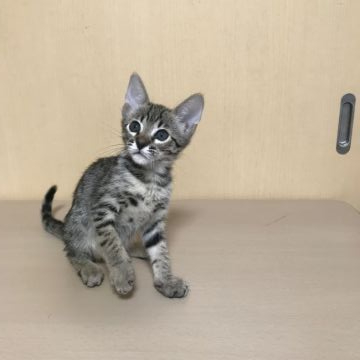 サバンナキャット【愛知県・男の子・2020年4月3日・ブラウンスポッテッドタビー】の写真「とってもかわいい男の子です。」
