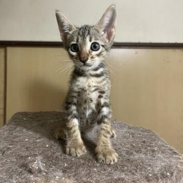 サバンナキャット【愛知県・男の子・2022年8月15日・ブラウンスポッテッドタビー】の写真「人気のサバンナキャットの男の子です😻」