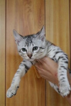 サバンナキャット【愛知県・男の子・2021年2月22日・シルバースポッテッドタビー】の写真「諸事情でお値下げ！人懐っこいショータイプの男の子」