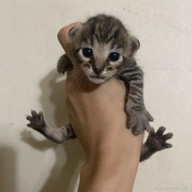 ID:2208-03101の子猫