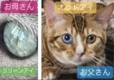 パンテリーナ【愛知県・男の子・2024年7月11日・ブラウンスポッテッドタビー】の写真3