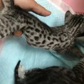 サバンナキャット【愛知県・女の子・2020年8月12日・シルバースポッテッドタビー】の写真3