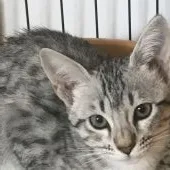 サバンナキャット【愛知県・女の子・2020年8月12日・シルバースポッテッドタビー】の写真4