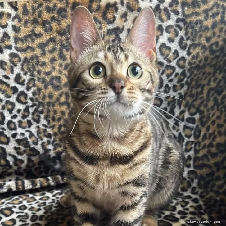 ID：2505-03061の子猫