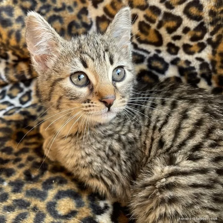 S.Y 様のお迎えした子猫