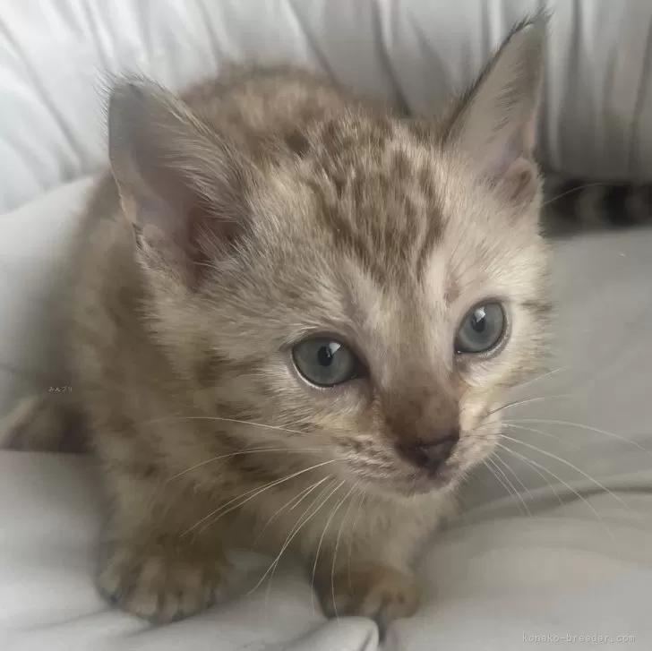 ID：2503-01788の子猫