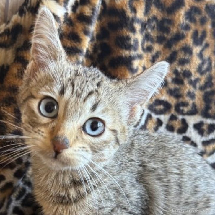 ブリーダー画像