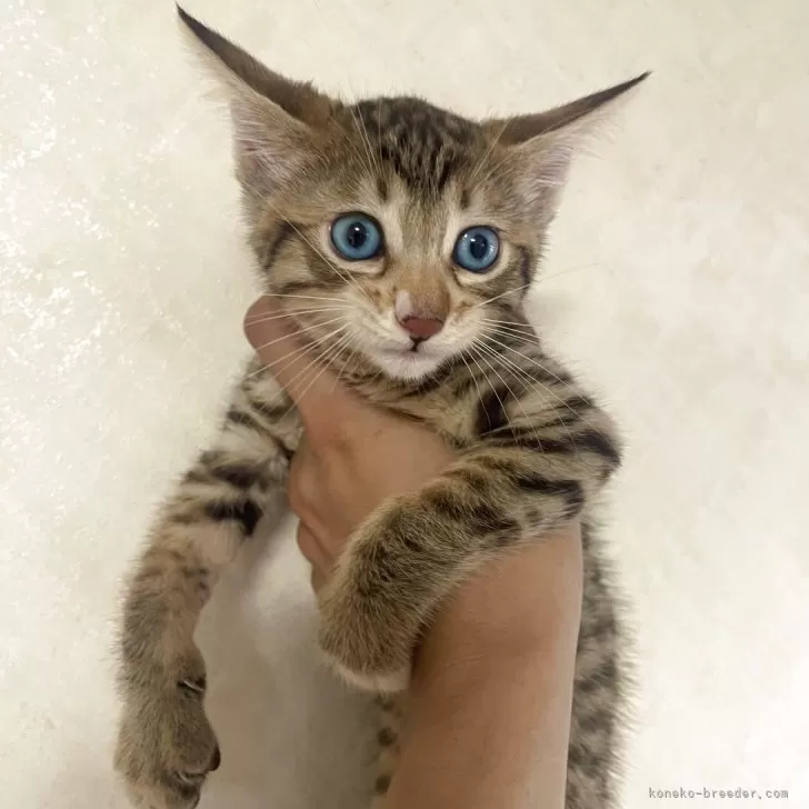ID:2506-00145の子猫