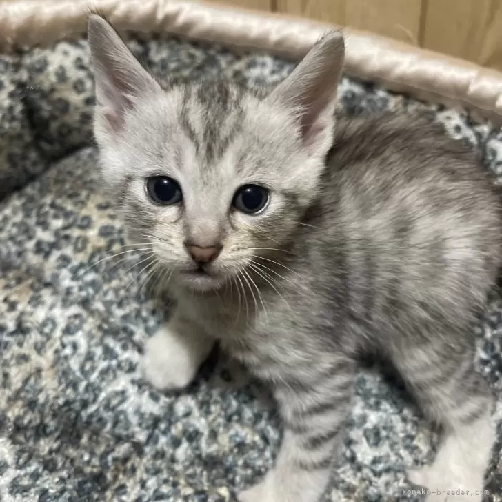 ID：2504-01510の子猫