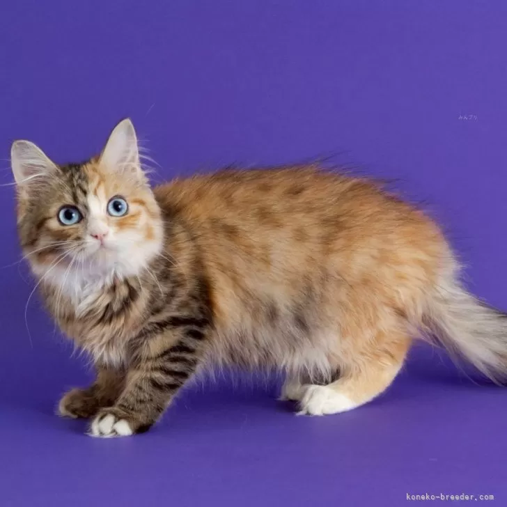ID：2502-00418の子猫