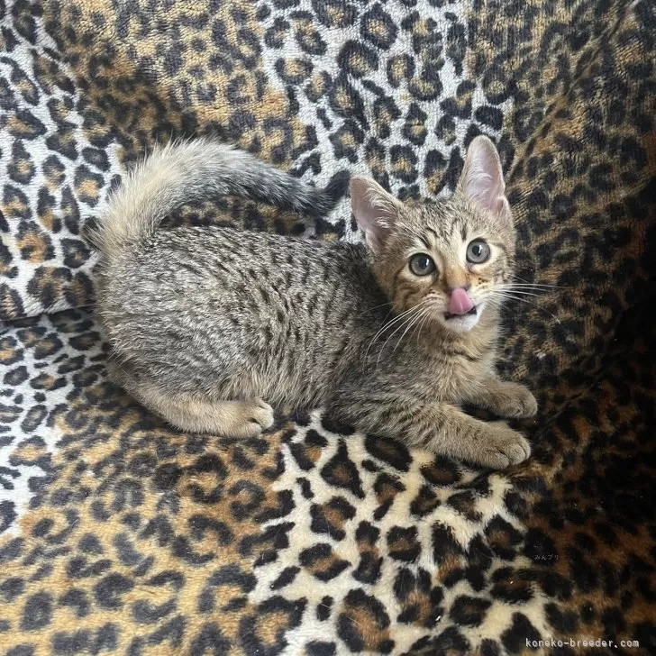 ID：2504-01430の子猫