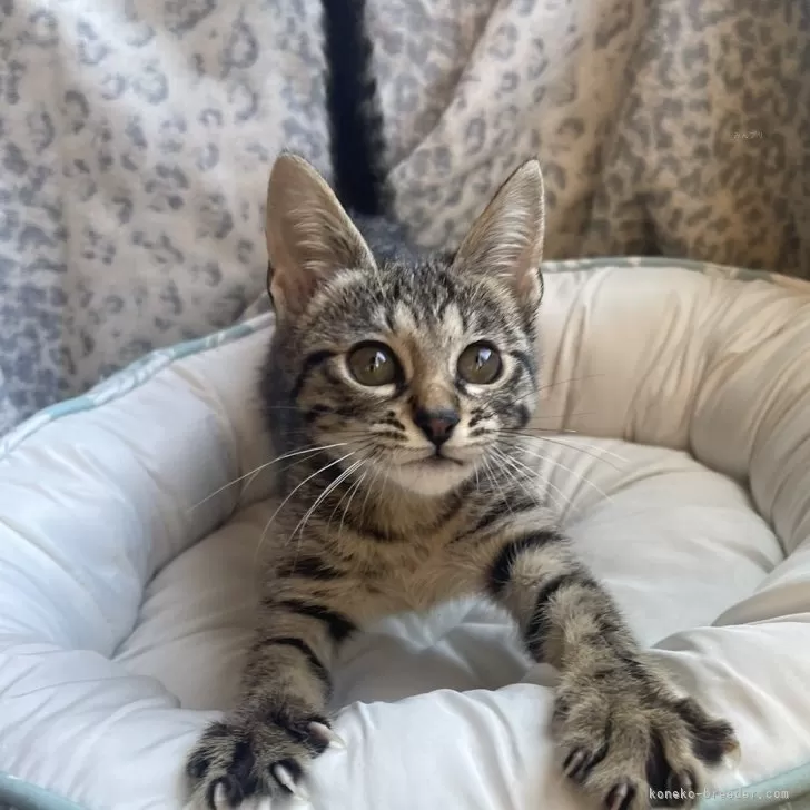 ID：2411-00848の子猫