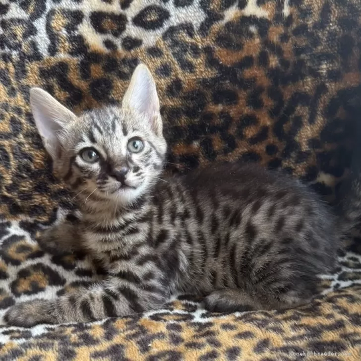 ID：2510-01764の子猫