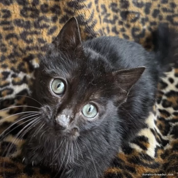 F8aサバンナキャット【愛知県・男の子・2025年11月16日・ブラック】の写真1