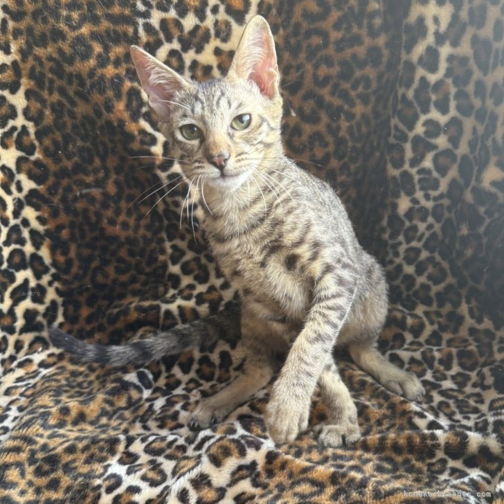 ブリーダー画像