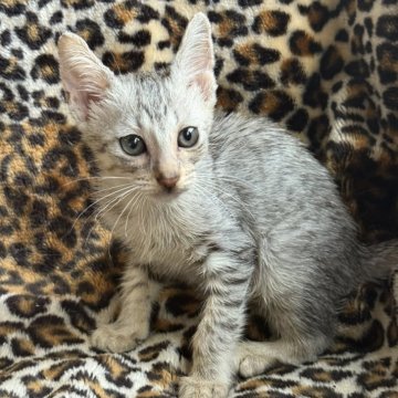サバンナキャット【愛知県・女の子・2025年8月19日・シルバースポッテッドタビー】の写真「とっても美猫ちゃんで性格も素晴らしい女の子😻」