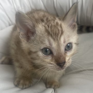 ベンガル【愛知県・女の子・2025年1月30日・スノーミンク(ロゼット)】の写真「かわいいお顔にビックロゼットのスノーミンクちゃん😻」