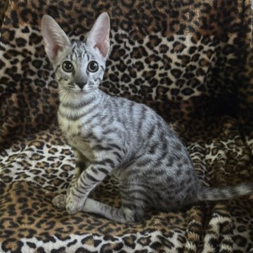 サバンナキャット【愛知県・男の子・2025年6月19日・シルバースポッテッドタビー】の写真「耳がとても大きくスポットも綺麗なイチオシの子😻」