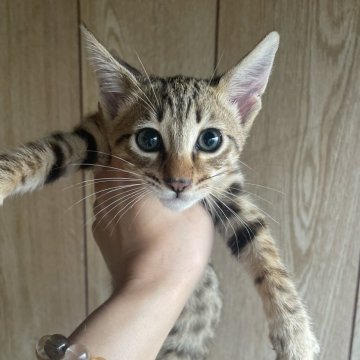 サバンナキャット【愛知県・男の子・2025年1月14日・ブラウンスポッテッドタビー】の写真「明るい毛色のサバンナキャットの男の子😻」