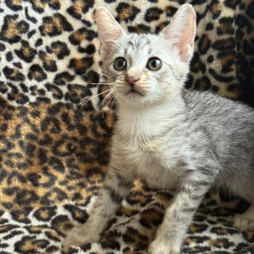 サバンナキャット【愛知県・女の子・2025年8月19日・シルバースポッテッドタビー】の写真「とっても美猫ちゃんで性格も素晴らしい女の子😻」