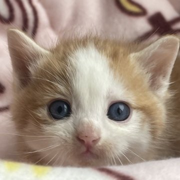 マンチカン【愛知県・男の子・2025年1月16日・レッドタビー&ホワイト】の写真「とってもかわいいお顔の男の子😻綺麗なブルーアイかも」