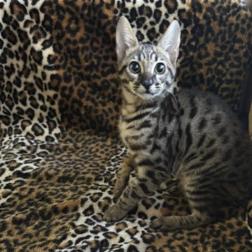 サバンナキャット【愛知県・男の子・2025年8月28日・ブラウンスポッテッドタビー】の写真「虎状班が濃く目型もサーバルみたいに上が平らな子」