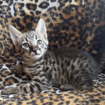 サバンナキャット【愛知県・男の子・2025年8月28日・ブラウンスポッテッドタビー】の写真「虎状班に目型がサーバルのように上が平らでハイレベル」