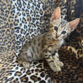 サバンナキャット