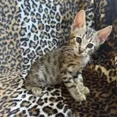 サバンナキャット