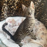 サバンナキャット