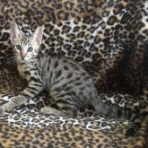 サバンナキャット