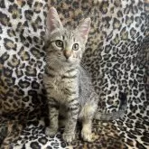 サバンナキャット
