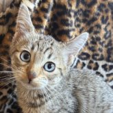 サバンナキャット