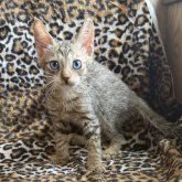 サバンナキャット