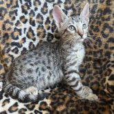 サバンナキャット