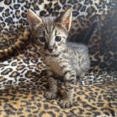 サバンナキャット