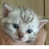 ベンガル