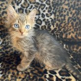 サバンナキャット