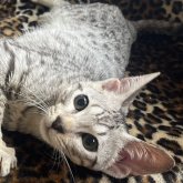 サバンナキャット