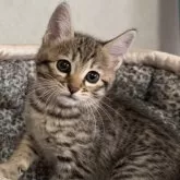 サバンナキャット