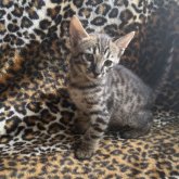 サバンナキャット
