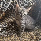 サバンナキャット